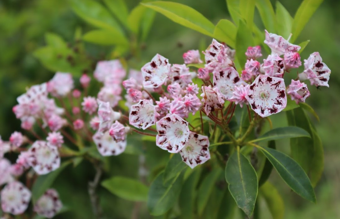 Fleurolex's tweet photo. The kalmias latifolia are flowering. This magnificent shrub, from the same family as the rhododendrons, is offering us some magnificent colours at this time of year. 
The production of kalmias latifolia is one of our specialities. https://t.co/b6XUpBtpDx