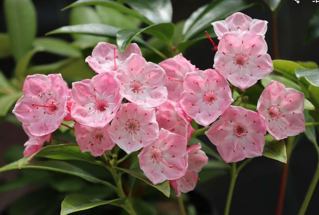 Fleurolex's tweet photo. The kalmias latifolia are flowering. This magnificent shrub, from the same family as the rhododendrons, is offering us some magnificent colours at this time of year. 
The production of kalmias latifolia is one of our specialities. https://t.co/b6XUpBtpDx
