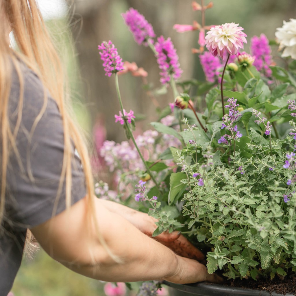 AAGardeners's tweet image. Curated with the level of sun exposure and your aesthetic preferences in mind, our seasonal planting designs aim for effortless beauty. 

#seasonalplanting #allaboutplants #shapeandform #layeredplanting #passionforplants #londongardens #plantingincontainers