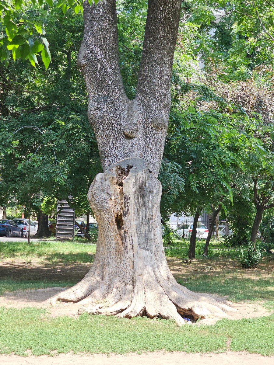 AllisonAronya's tweet image. #forked tree 🌳🌳