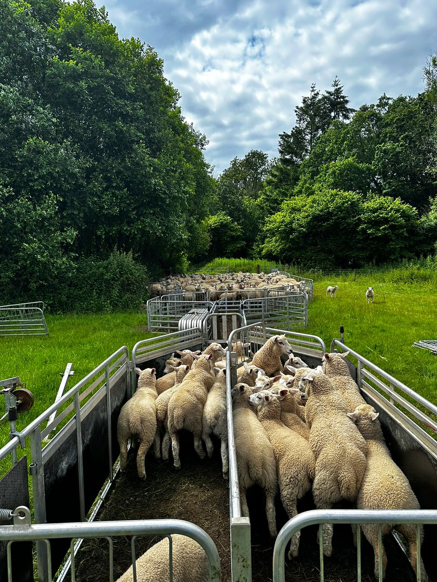 JoshPenllyn's tweet photo. Lambs in for their 2nd vaccine, min drench, worming and fly protection. Really pleased with the @InnovisLtd Aberdale x Nz Romney lambs so far. https://t.co/xJVoFRinog