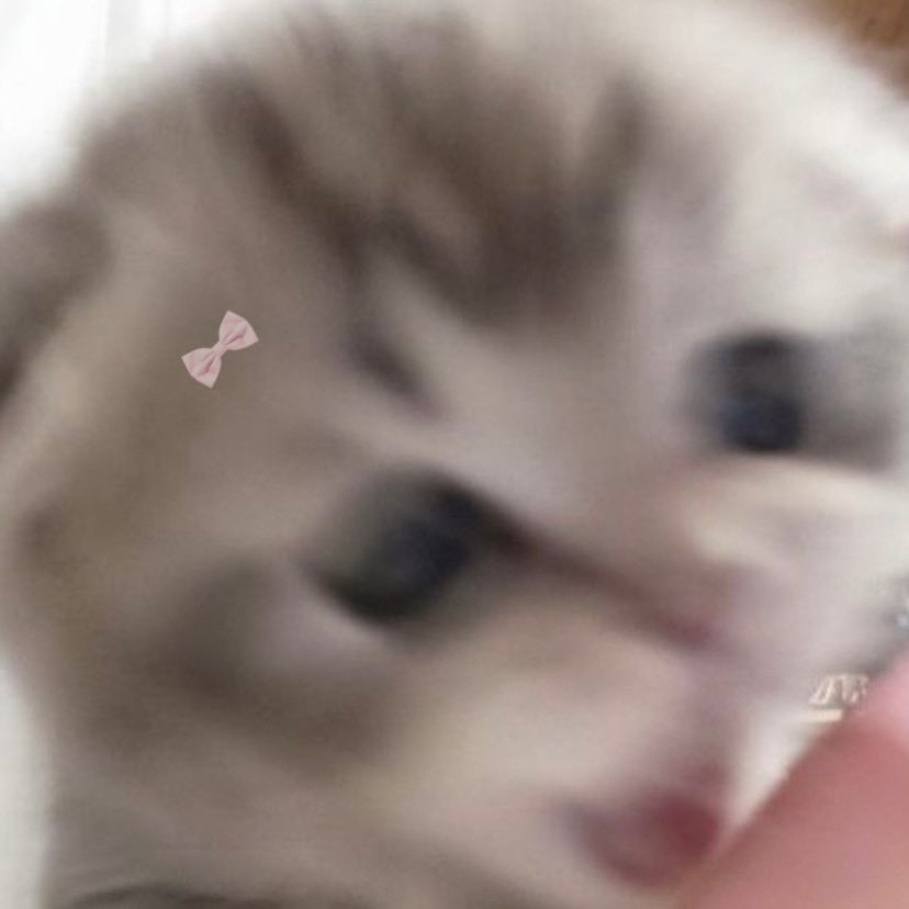 animals wearing bows (@animalswithbows) on Twitter photo 