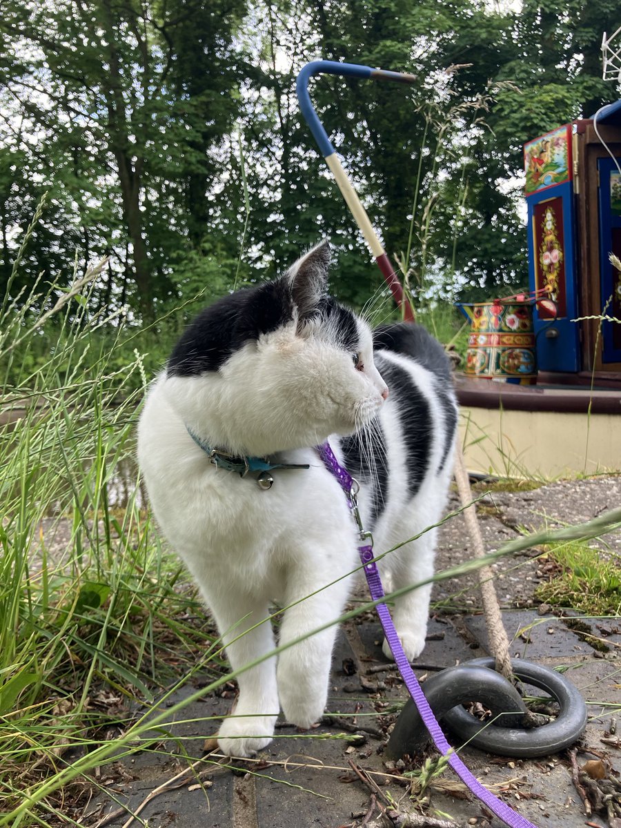 Tiddles Plumpkin tweet media