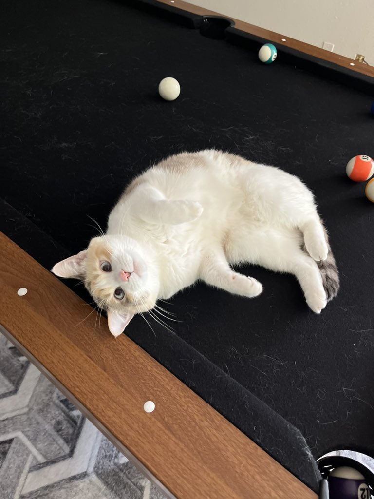 fatfatpankocat's tweet photo. Pilliards https://t.co/xbvi8JGsuH