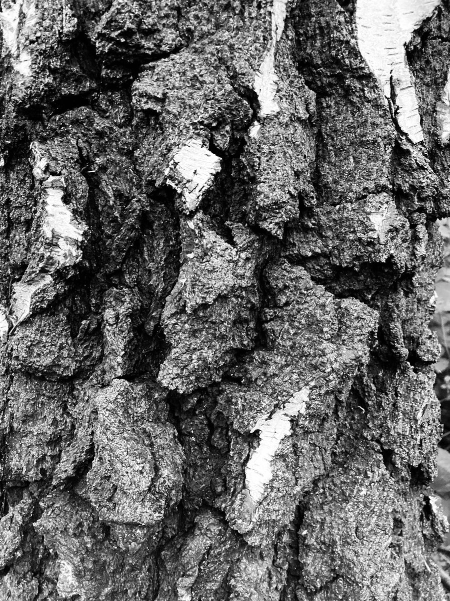 andrewnovell's tweet photo. Trunk textures #trunkouttuesday #history #nature #surrey #trees #photoart https://t.co/NOi0GZL773