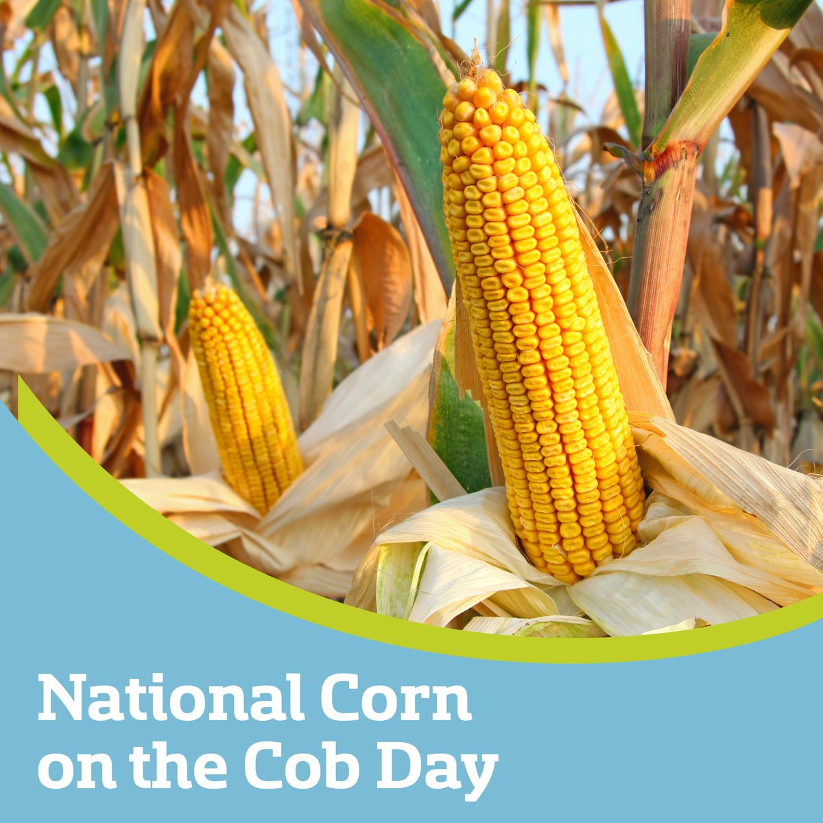 Raising Nebraska tweet media