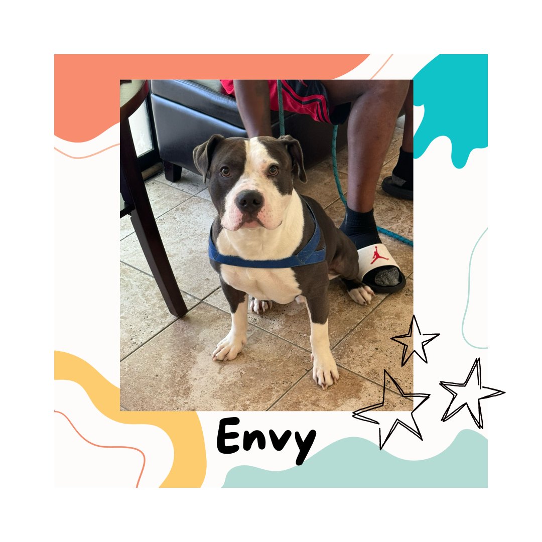 Meet Envy this week's Stoner Dog of the week! What a handsome boy he is!