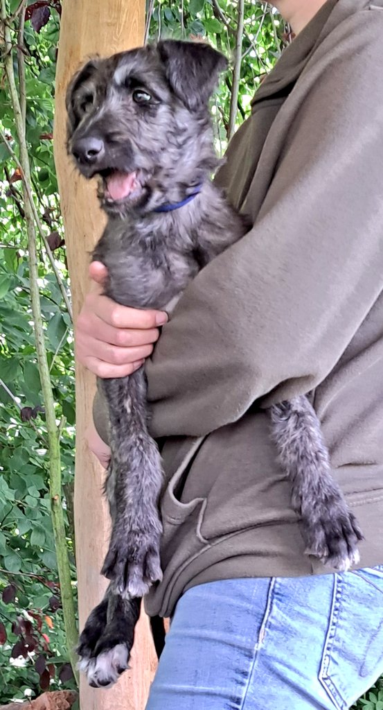 TullytheD's tweet photo. Happy #TongueoutTuesday everyone 😛💞🐾👋 https://t.co/2yNX3oeTdK