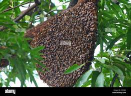 EcoBeeRemoval's tweet photo. 🐝🌞 Bee Removal in Miami, Florida: A Year-Round Necessity! 🌞🐝

Did you know that bee removal is a year-round consideration in Miami? 
Need bee removal? Give us a call at 888-282-1886. 📞
Inspire and share with someone you love!!
⠀#beeremoval #bees #savethebees #beekeeping 🐝 https://t.co/SvvNHzTKL2