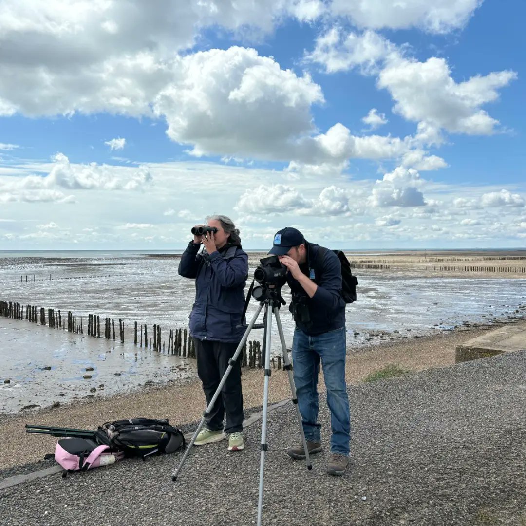 BirdAwareEssex's tweet photo. Busy day in #EastMersea again. We have at least 3 Ringed Plover chicks on the beaches now&had many great chats about them with locals and visitors. Hatching in such busy places shows that minor adjustments in our behaviour can greatly enhance wildlife's chance to thrive& survive https://t.co/jrDEjLHRWZ