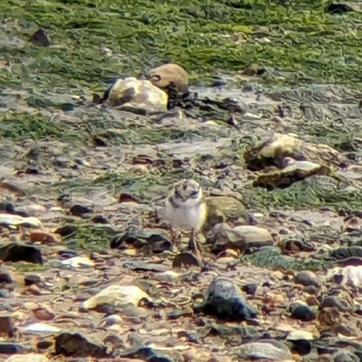 BirdAwareEssex's tweet photo. Busy day in #EastMersea again. We have at least 3 Ringed Plover chicks on the beaches now&had many great chats about them with locals and visitors. Hatching in such busy places shows that minor adjustments in our behaviour can greatly enhance wildlife's chance to thrive& survive https://t.co/jrDEjLHRWZ