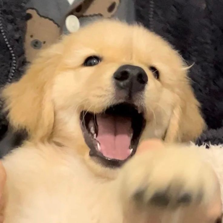 miko as dogs 💗💬 tweet media