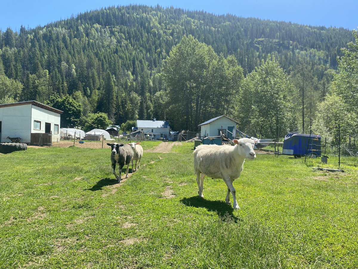 GeorgeHeyman's tweet photo. Dropping by with MLA @brittnyanderso to learn about Forest Farm’s network of food producers reducing waste in all ways - including reusing neighbours brewers mash - was very interesting. Forest Farm is a really welcoming spot for visits.
#BCFood #CircularEconomy #SupportLocal https://t.co/1WEBe7izko