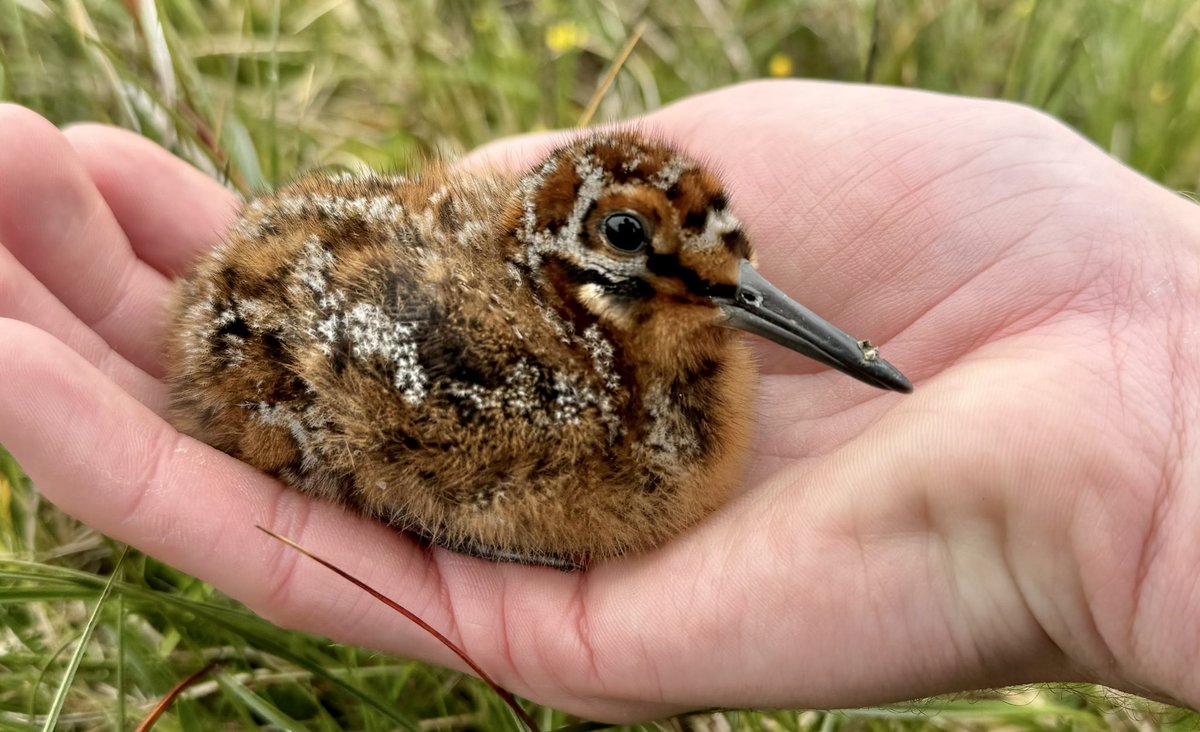 More wader chick wholesomeness <a href="/FI_Obs/">Fair Isle Bird Observatory</a> with this beautiful snow-dusted Snipe chick on my census route today