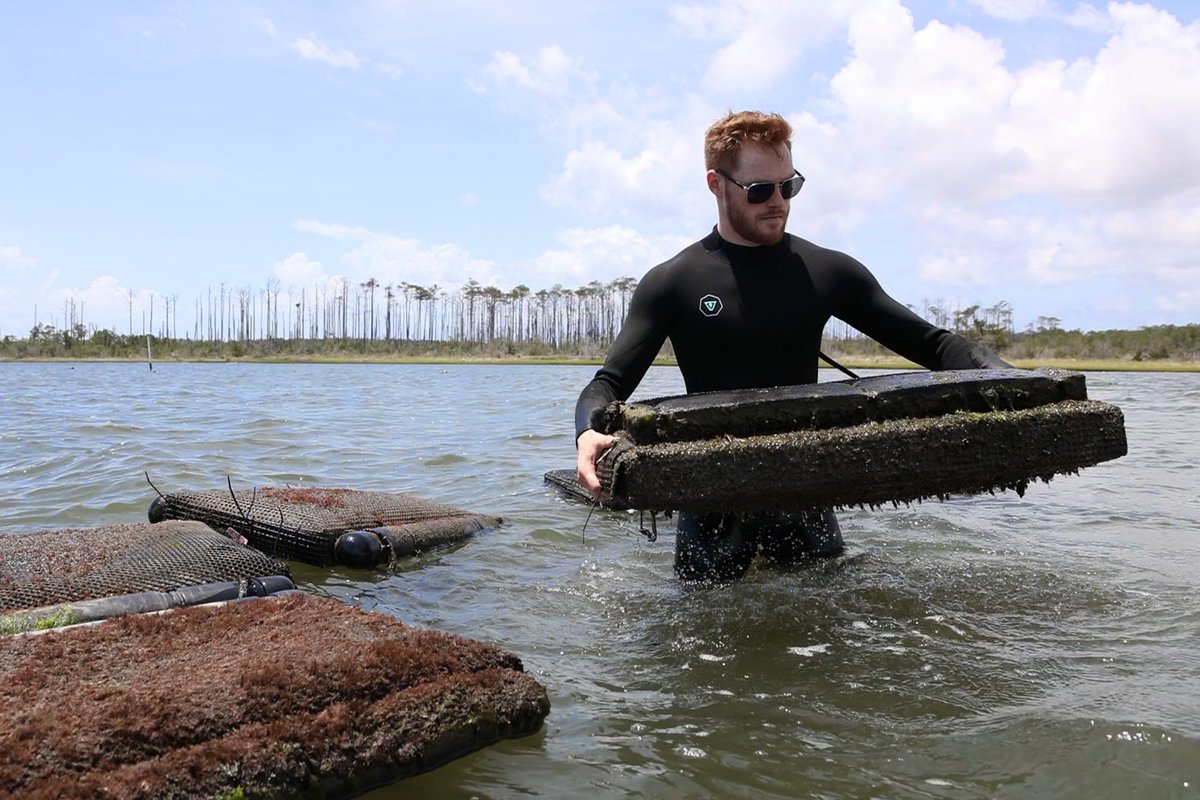 UNC Dept of Earth, Marine & Environmental Sciences (@unc_emes) on Twitter photo Research in North Carolina, for North Carolina. That's what many of our researchers do, including Dr. Mark Ciesielski.
In recognition of his work on the causes of oyster mortality, he earned a 2024 <a href="/UNC_GradSchool/">UNC Graduate School</a> Impact Award! Congratulations Mark!!
gradschool.unc.edu/academics/awar… Research in North Carolina, for North Carolina. That's what many of our researchers do, including Dr. Mark Ciesielski.
In recognition of his work on the causes of oyster mortality, he earned a 2024 <a href="/UNC_GradSchool/">UNC Graduate School</a> Impact Award! Congratulations Mark!!
gradschool.unc.edu/academics/awar…