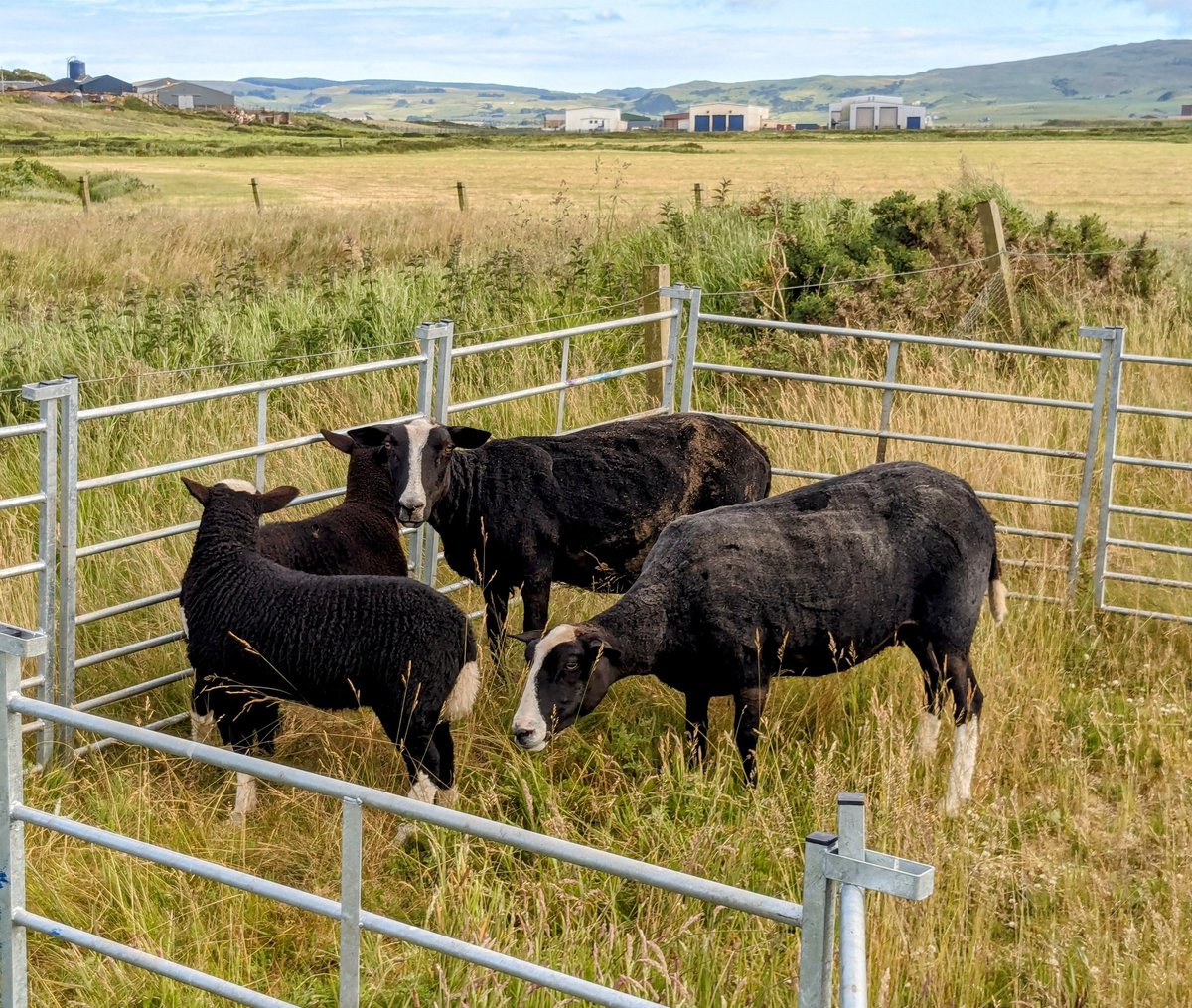 JayPDunes's tweet photo. Ongoing Sheep maintenance @MachDunes #shortbackandsides ๐ https://t.co/NhaG9wNwkF
