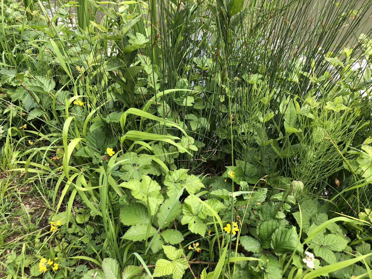 Day 11 of #30DaysWild Relishing riparian riches 😁