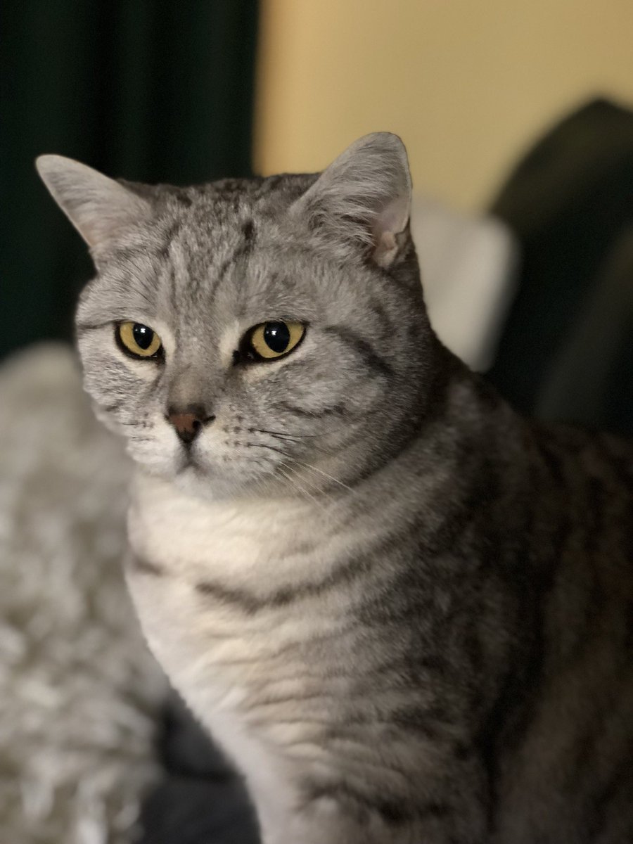 KristofBeets's tweet photo. @ColeTheBlackCat Mr Salt 💕 https://t.co/TjpmTPeCkL