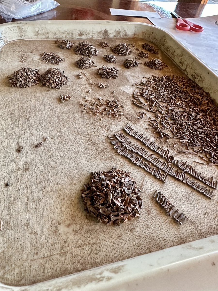 justin_pargeter's tweet photo. Sorting microfauna at Boomplaas is a work of art done by two great artists: @AlyssaMcGrath16 @kathryns221 https://t.co/4z6pwFvYo8
