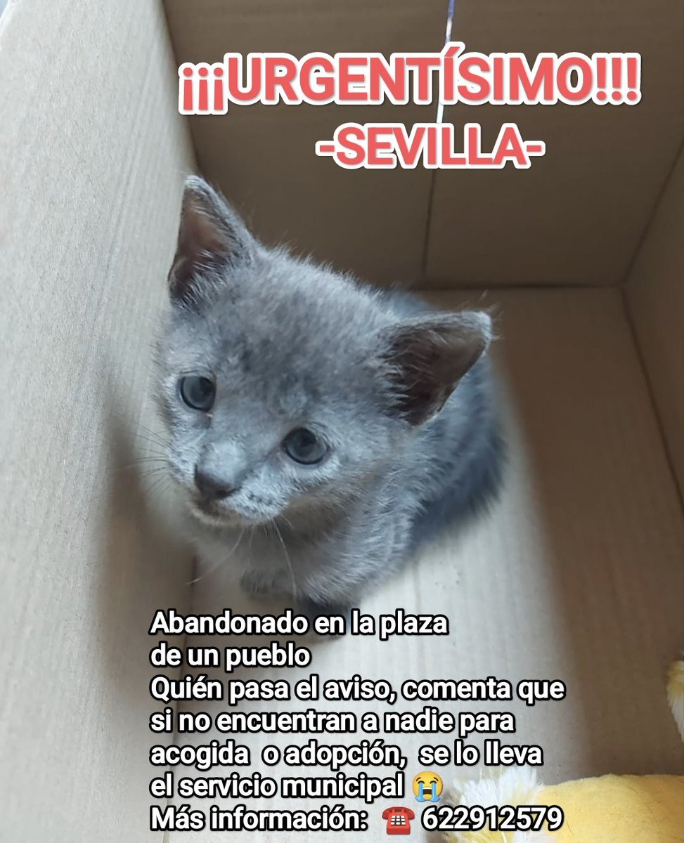 🆘 URGENTE -SEVILLA-
Por favor... ¿Alguien puede echar una mano y adoptar o acoger a este pequeñin? 
👉 Rogamos RT
Tenemos que conseguir cambiar su futuro.
¡Ayuda!
☎️ 622912579
#arcadenoegato #katzen #CatsLovers #Sevilla #Sevillahoy #adoptanocompres #adoptaungato #acoge #ayuda