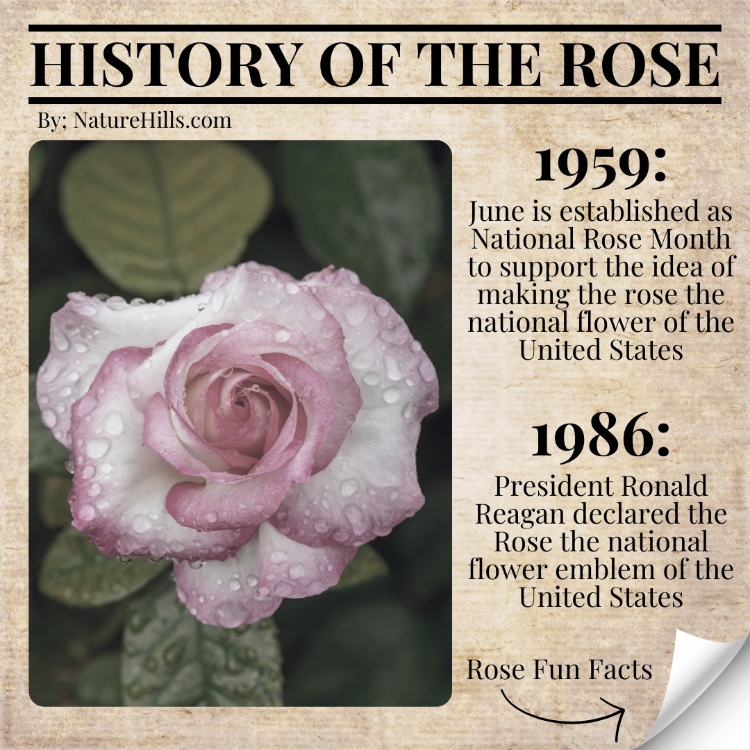 naturehills's tweet photo. Extra! Extra! Read all about it!
Tomorrow, June 12th, is National Red Rose Day! In preparation for this special day, read our new #ProPlantTips blog to learn more about the history of Roses! 🌹
📖: https://t.co/wGJiora0d0 https://t.co/uQQcanqpBI