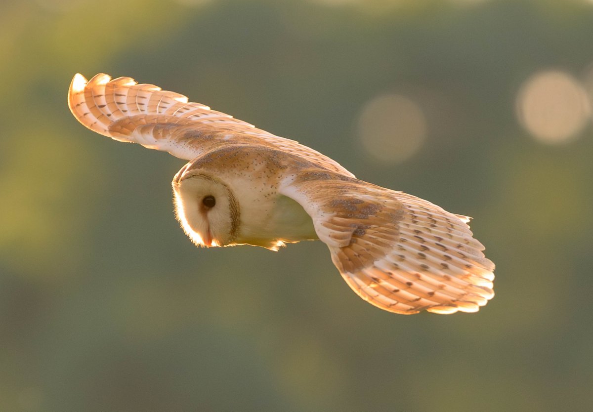 steve616h's tweet photo. Barn owl backlit  by the evening sunshine. Photographed at Rutland Water Nature Reserve. #barnowl #rutland #rutlandwater #thewildlifetrust #naturephotography #birdphotography #rspb #z9 #theowltrust #owls https://t.co/56zLcMWWJ8