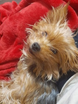 AdoptionsUk's tweet photo. Urgent, please share to HELP FIND ROSIE, MISSING FROM CRABTREE FARM ESTATE, #BULWELL #NOTTINGHAM #UK  4 JUN 2024  Yorkshire Terrier Female very small puppy size dog.  Crabtree Farm Estate  #NG6  
DETAILS👇 
https://t.co/23sohKwM8H……… 
She could have been picked up and could be in a different area now, please share widely 🐶🐾
 #dogs #dog #Yorkie #YorkshireTerrier #animals #pets #adoptdontshop #rescuedogs
@MissingPetsGB
@DogLostUK