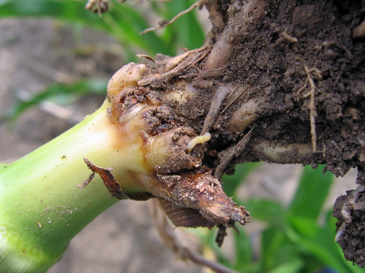 markjeschke's tweet image. New article: Corn Rootworm - Hatch and Larval Stages. This article discusses egg hatch and larval stages of the CRW lifecycle, including timing of key events, feeding behavior, and environmental factors that can influence survival during these stages. corteva.showpad.com/share/b0BDxQVF…