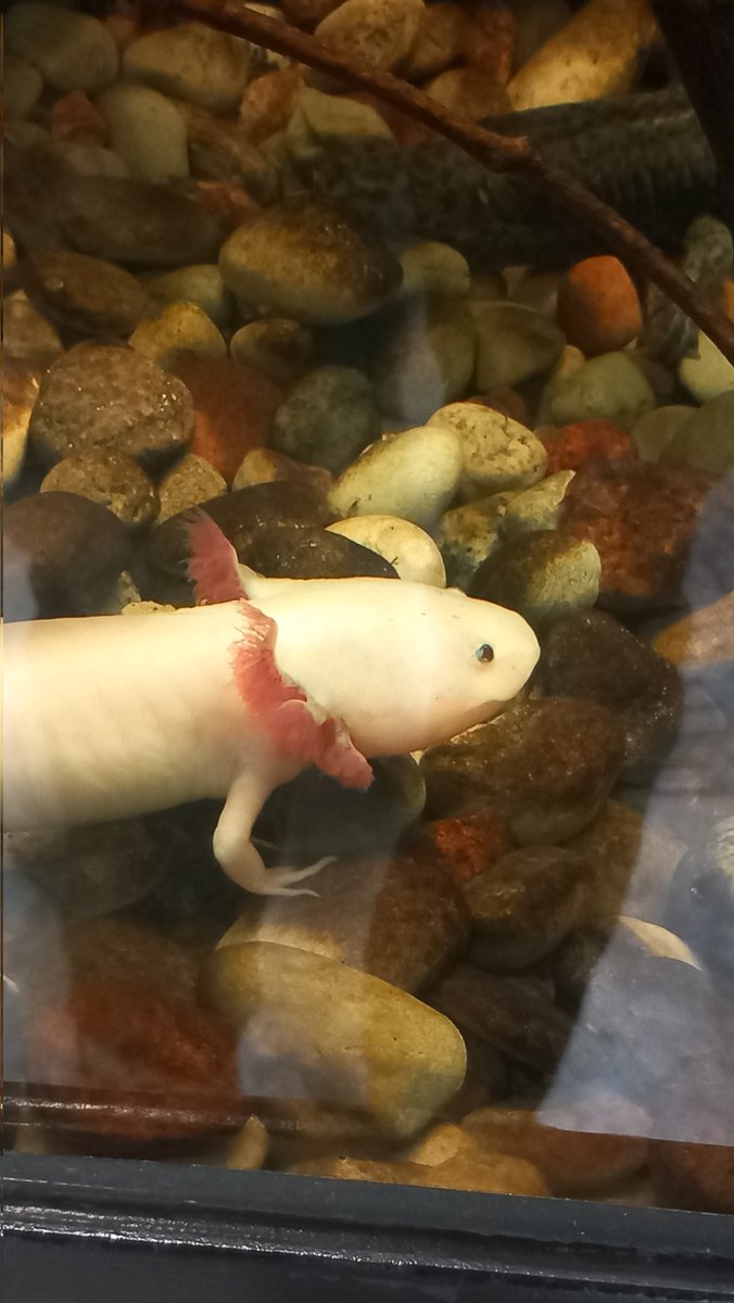 Lum1CSGO's tweet image. Since when did real life copy Minecraft? @Minecraft