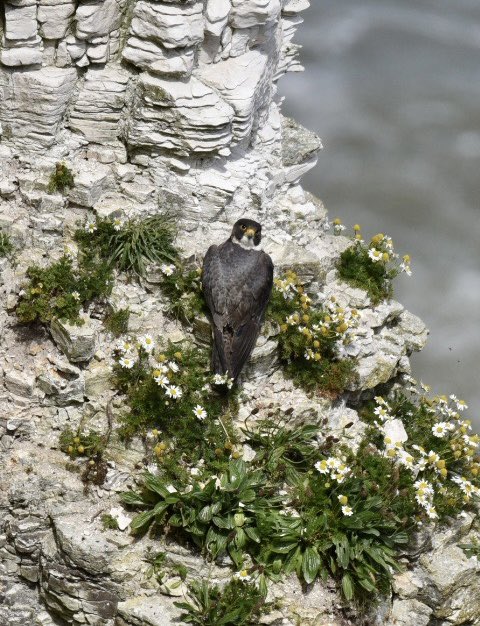 Peregrine falcon <a href="/Bempton_Cliffs/">RSPB Bempton Cliffs</a> <a href="/RSPBEngland/">RSPB England</a> <a href="/Natures_Voice/">RSPB</a> <a href="/RSPBbirders/">RSPB Birders</a>