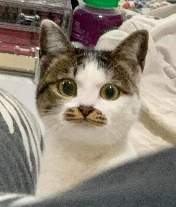 🐱🐱