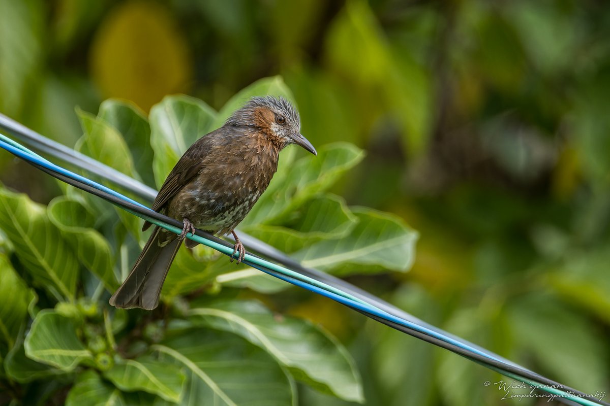jayshrike's tweet image. Some #Ryukyu endemic subspecies do look quite different from the more widespread conspecifics.
Varied Tit, Japanese Pygmy Woodpecker, Warbling White-eye from #Amami. Brown-eared Bulbul from #Okinawa.

#BirdsSeenIn2024 #BirdTwitter #naturetwitter #TwitterNaturePhotography #birding