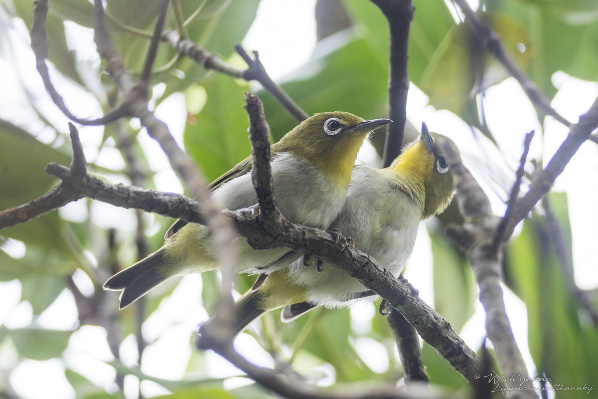 jayshrike's tweet image. Some #Ryukyu endemic subspecies do look quite different from the more widespread conspecifics.
Varied Tit, Japanese Pygmy Woodpecker, Warbling White-eye from #Amami. Brown-eared Bulbul from #Okinawa.

#BirdsSeenIn2024 #BirdTwitter #naturetwitter #TwitterNaturePhotography #birding
