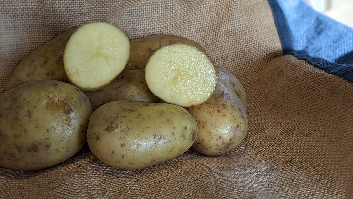 Potato House 🥔 tweet media