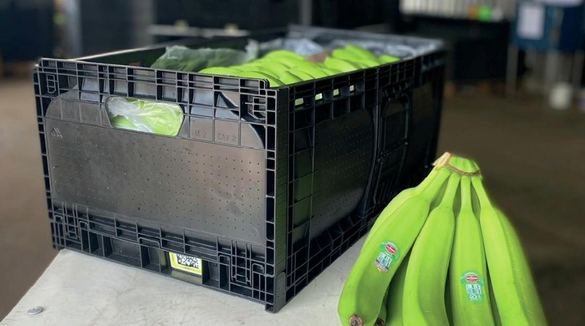 eurofruit's tweet photo. A recently-introduced RPC for bananas looks to move the industry forward by potentially reducing food waste, carbon emissions, operational costs & preserving the fruit’s health. More on Del Monte’s banana breakthrough in #FreshFocus Packaging & Technology https://t.co/Zj7CkcZmwN https://t.co/lsJM3IJOU8