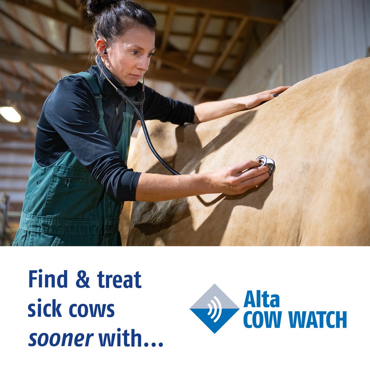Alta COW WATCH can help you make more Alta 4-EVENT COWS because it allows you to: 

🔹 Monitor cow activity 24/7 
🔹 Detect heats and repro performance more efficiently 
🔹 Find sick cows sooner and prevent health issues before they become real problems