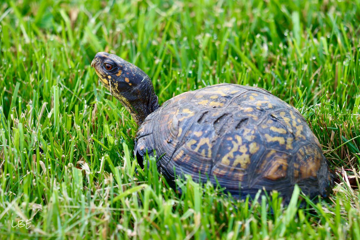 LisaNaturePhoto's tweet image. Happy Turtle Tuesday! 🐢

#BoxTurtle #BackyardWildlife #turtle #NaturePhotography #TeamCanon #TurtleTuesday