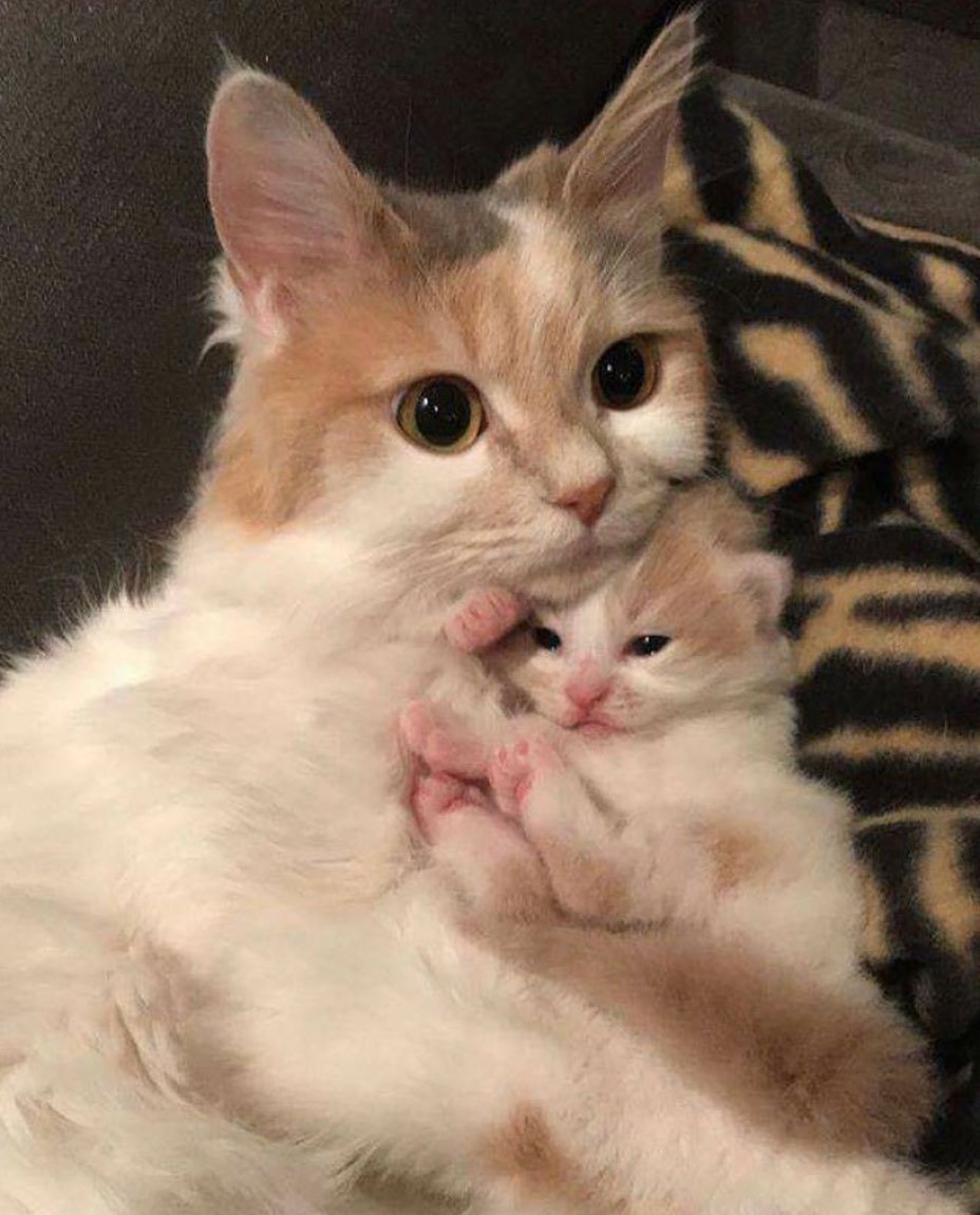 PunchingCat's tweet image. 