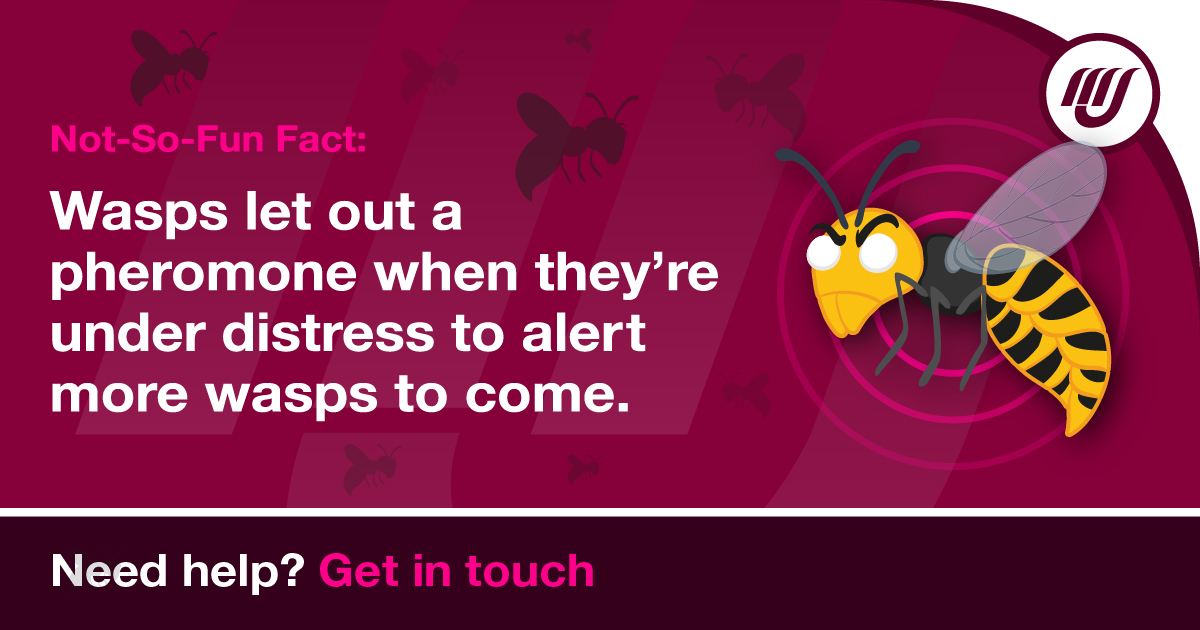 MJBpestcontrol's tweet photo. Did you know? A wasp sting contains a pheromone that will alert other nearby wasps to their distress and could result in a much larger wasp attack. 

https://t.co/wLjJAukKfn

#pestcontrol #waspsnest #wasps #commercial #preventative https://t.co/iWPWaKhFso