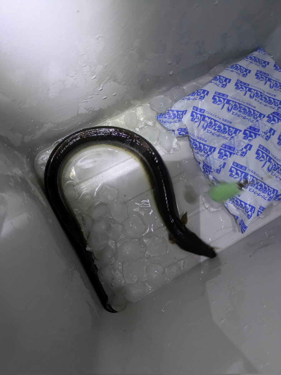 2回目の父との夜釣り
釣れない。引きもない、もう帰るぞと父。1時間たつ。ヤダヤダ私まだやるー！と。現場変える。
そして釣れる。ついてる🤣

昔を思い出す。スキーまだしたい！来週も来るもん😂と。そして連れていく父。
昔から甘い父。
父の趣味に付き合うつもりがはまる'私
明日はうな丼