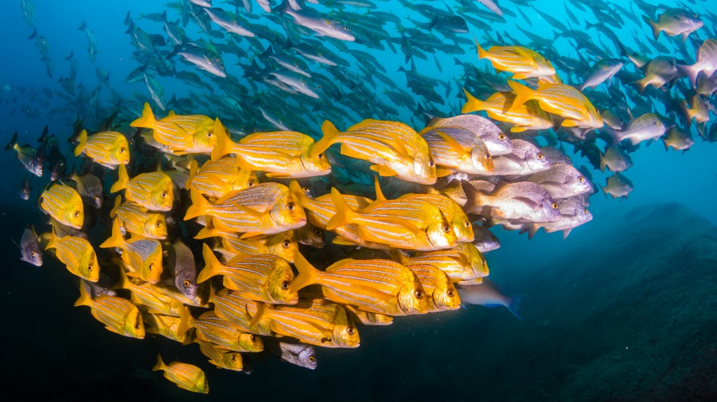 Gabrielasjr's tweet photo. El 11 de junio de 1910 nació el biólogo y oceanógrafo Jacques Cousteau. Crecimos admirando sus hallazgos y expediciones.

Con sus documentales, películas, libros e historias, fue un pionero en el estudio de los ecosistemas marinos, la ocreanografía al acceso de la comprensión de tod@s y mostró al mundo la importancia de conservar el océano 🌊🐳🦈🐬 🐠🐡🦀🦞

"Nos urge utilizar la ciencia para civilizar a la civilización."

#CienciaParaLaVida