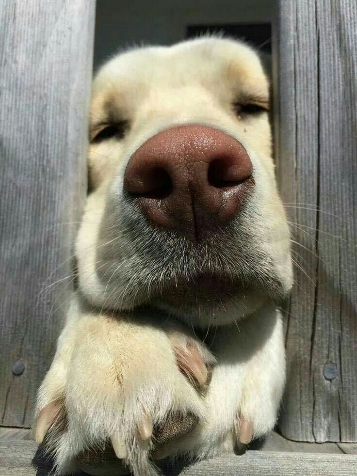 💖 (@twaniimals) on Twitter photo 