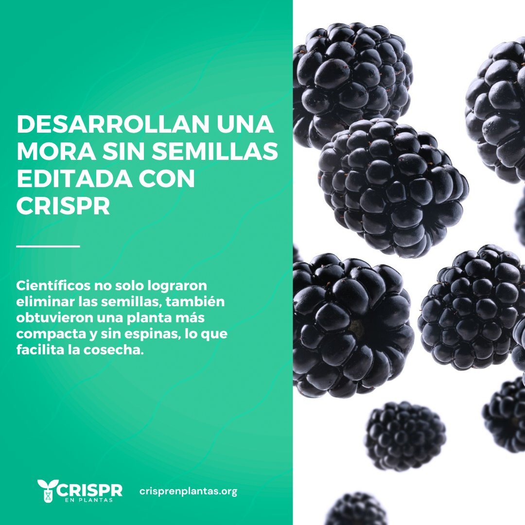 Agrobio_andina's tweet photo. 🍇#BioNoticia Más del 30% de los compradores de moras evitan su compra debido a las semillas. 🚀Por eso @PairwisePL, con la herramienta de edición genética #CRISPR, desarrolló la primera #mora sin semillas del mundo. ¡Fácil de comer y cosechar!👩‍🌾

💜 Mira: https://t.co/M6mdQZEQNO https://t.co/FZKTyXpLhK
