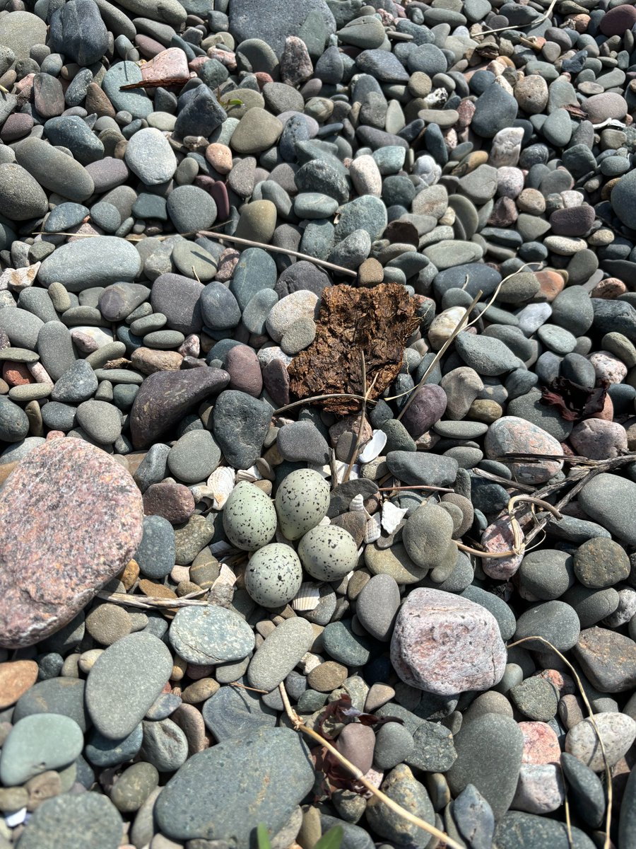 NT Sandscale Haws NNR (@ntsandscalehaws) on Twitter photo The #rangers today (11-6-24) have identified a Ringed Plovers nest at the 'blowout' at <a href="/ntsandscalehaws/">NT Sandscale Haws NNR</a> To help this rare, resident breeding bird please avoid going into the area for the next 30 days to give the birds every chance to raise their young. Thank You for your support The #rangers today (11-6-24) have identified a Ringed Plovers nest at the 'blowout' at <a href="/ntsandscalehaws/">NT Sandscale Haws NNR</a> To help this rare, resident breeding bird please avoid going into the area for the next 30 days to give the birds every chance to raise their young. Thank You for your support