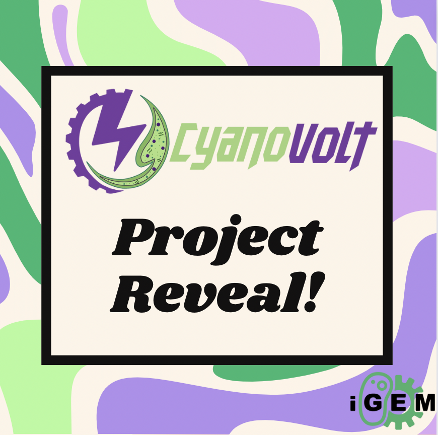 ur_igem's tweet photo. Project Reveal Time! Swipe to see what Team CyanoVolt will be creating this summer! @UofR @iGEM

#igem #igem2024 #projectreveal #cyanobacteria #climatecrisis #greenenergy #syntheticbiology https://t.co/nLASIwqrV4