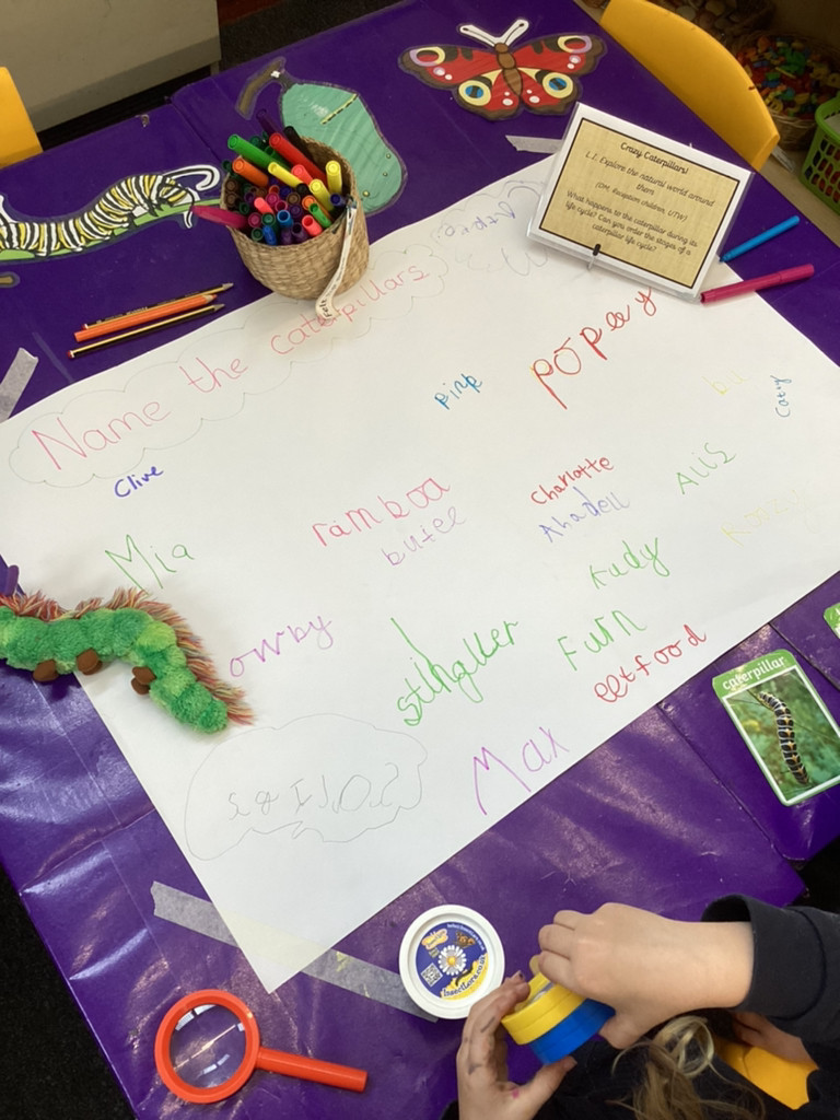 wiggiprimary's tweet photo. EYFS have some special visitors who will be staying with us for the next few weeks. Our five caterpillars have been named by the children: Si, Pink, Rocky, Fern and Styler. We will keep you posted on their progress. #wiggiEYFS #wiggiscience https://t.co/ZgnfbCk9eo