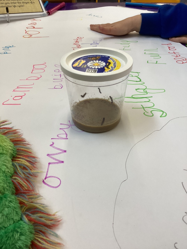 wiggiprimary's tweet photo. EYFS have some special visitors who will be staying with us for the next few weeks. Our five caterpillars have been named by the children: Si, Pink, Rocky, Fern and Styler. We will keep you posted on their progress. #wiggiEYFS #wiggiscience https://t.co/ZgnfbCk9eo