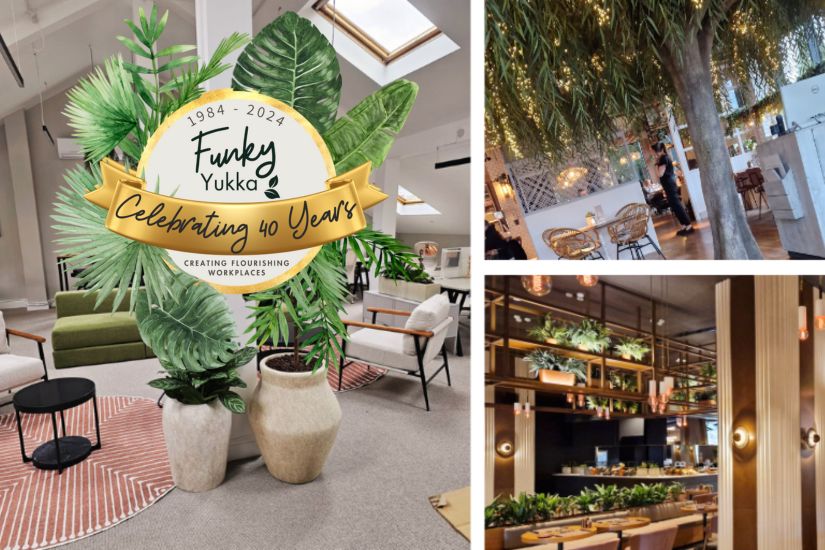 FunkyYukka's tweet photo. This year, we are celebrating 40 Years of Greenery-transforming offices into happy, healthy, and plant-filled havens! We are excited to continue cultivating greener workspaces for years to come using our expertise and passion for biophilic design and interior landscaping. https://t.co/zDLAr3FzsR