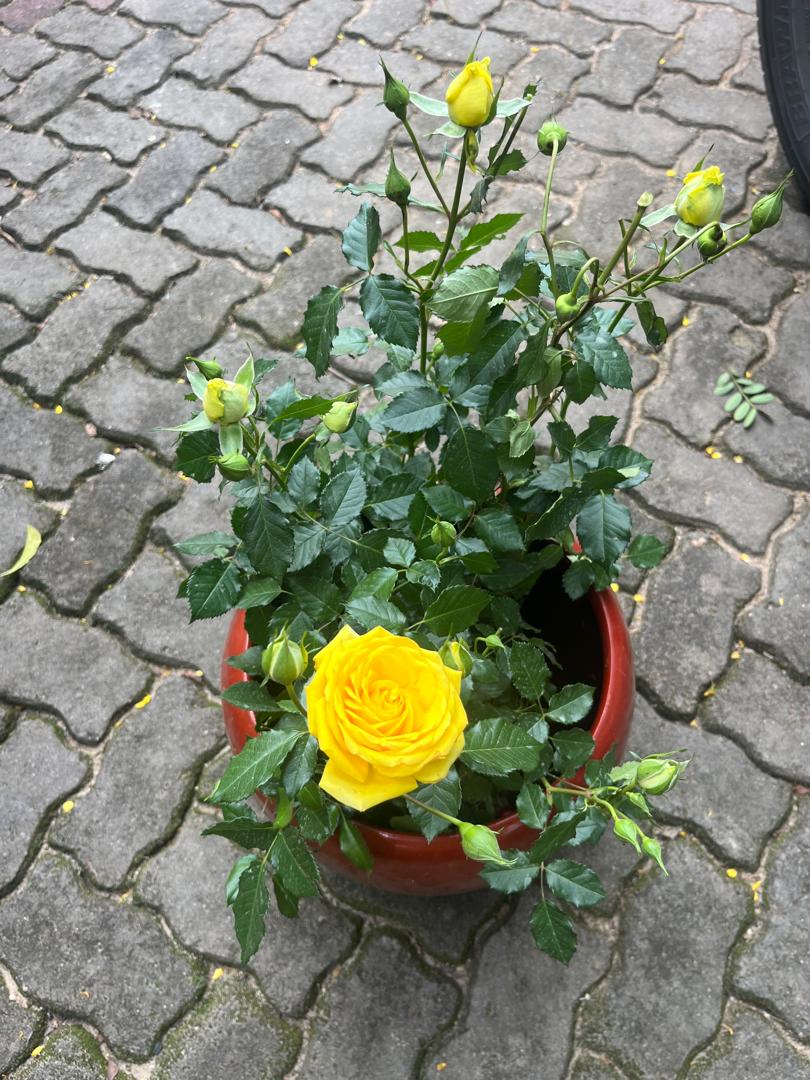 Mama Mdidi (@adelinamzelela) on Twitter photo 