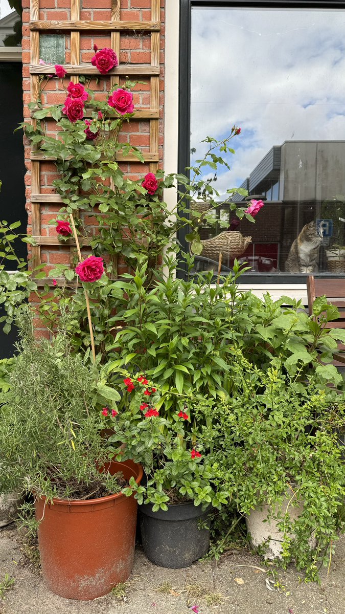 KimTikt's tweet photo. De eerste dingen staan in bloei. #geveltuin https://t.co/YaWK7gRqEI